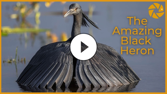 The AMAZING Black Heron in action!