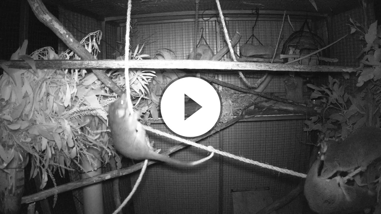 Ringtail Possum Acrobats 1