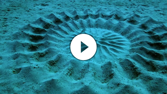 Puffer Fish Creates This Blue Water Art  ~: }