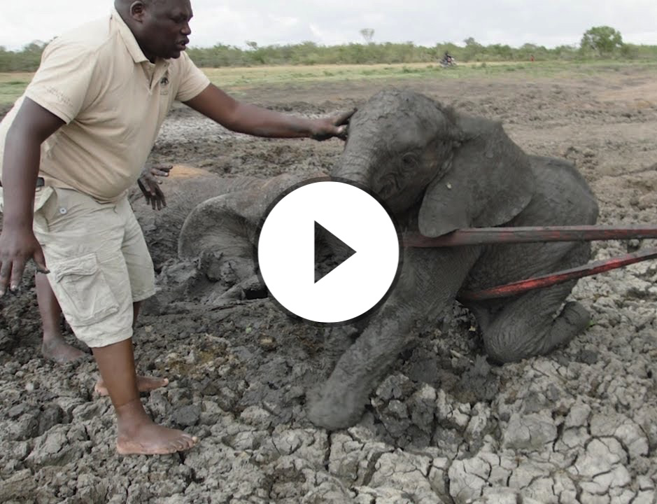 Mother and Calf Rescued from Muddy Tomb | Sheldrick Trust