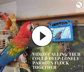 Lonely Parrots Flock Together with Video-Calling Technology