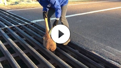 Kangaroo Stuck in Cattle Grate | Roo Rescue