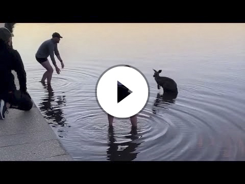 Kangaroo rescued from freezing Lake Burley Griffin in Canberra