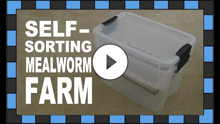 How to build a mealworm farm!