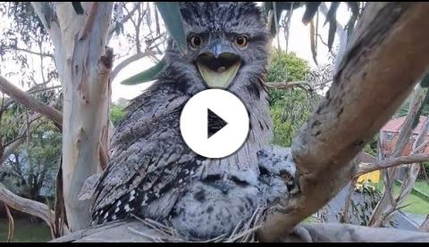 Reuniting Tawny Frogmouth chick (Corrimal 2021)