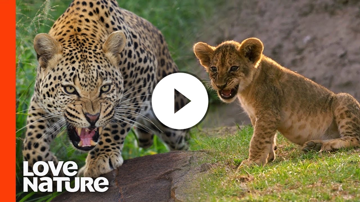 Lost "Misfit" Lion Cub Survives A Night of Horror | Love Nature