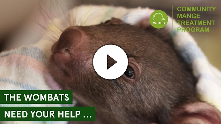 WIRES | NSW Wildlife Information Rescue & Education Service