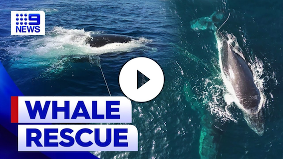 Entangled humpback whale freed off NSW coast | 9 News Australia