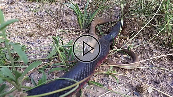 Redbelly Black snake attacking a Brown snake