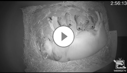Lion Cub Birth at Taronga Zoo Sydney