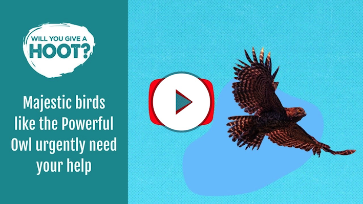 Help save the Powerful Owl from rodenticide poisoning