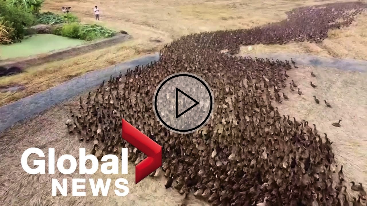 Drone footage follows 10,000 ducks “cleaning” rice paddies in Thailand