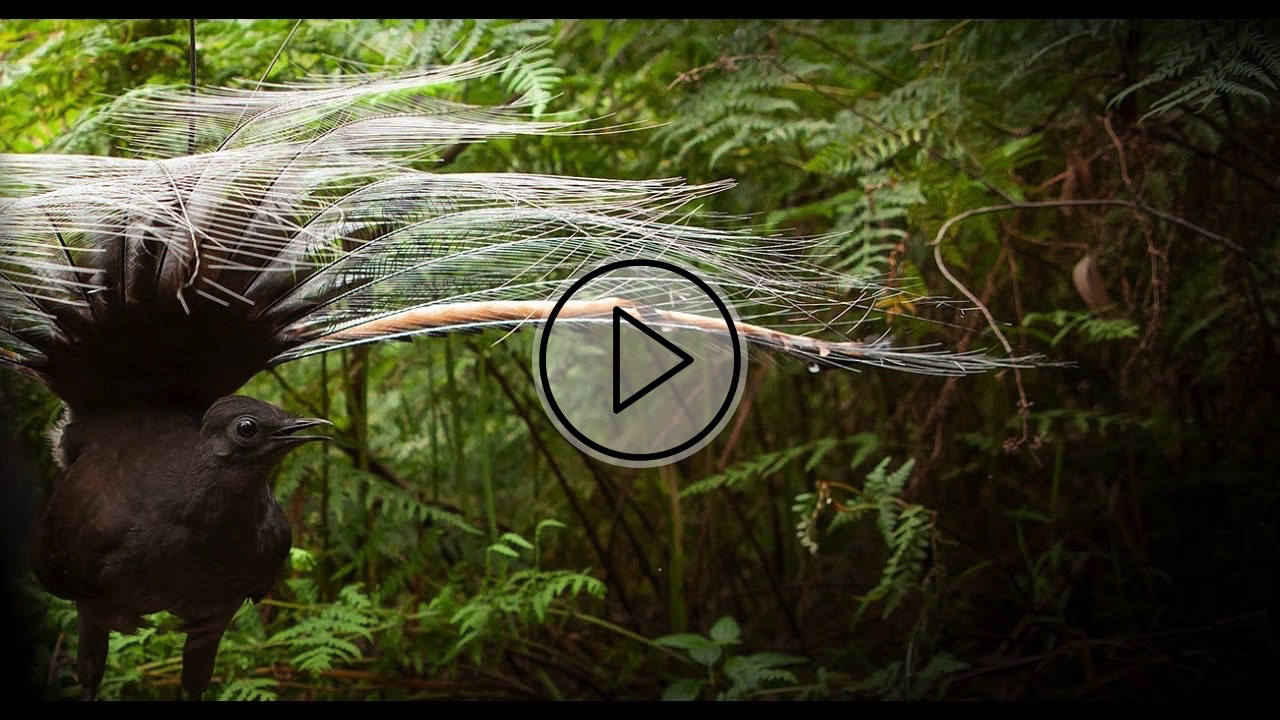 Lyrebirds as ecosystem engineers
