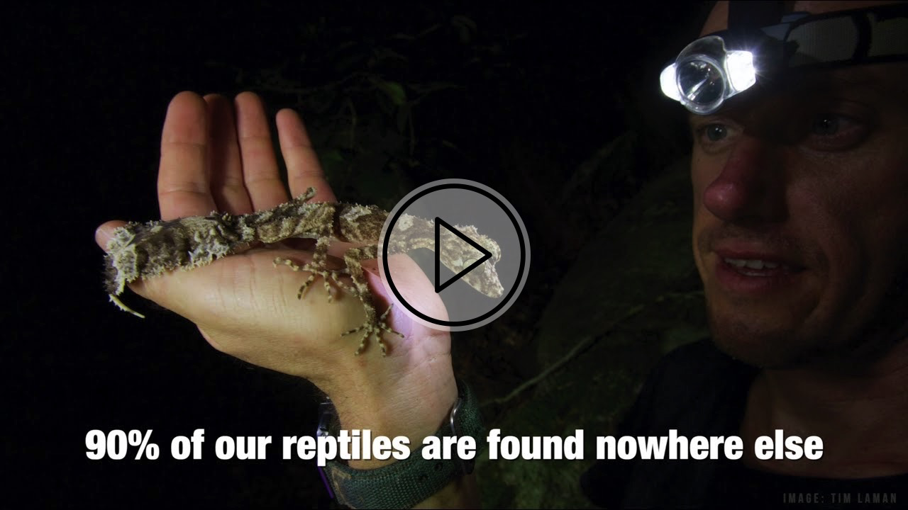 Preventing extinctions of Australian lizards and snakes