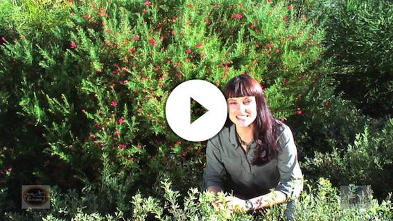 Australian Garden Habitats for Small Aussie Birds