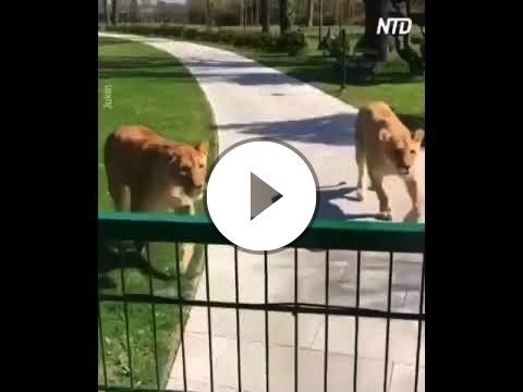 The Sounds Of Silence - amazing animal love ❤️