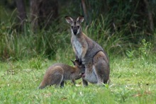 wallabies