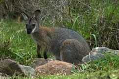 Wallaby photo