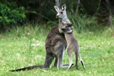 Kangaroo photo