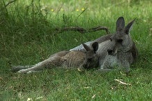 Kangaroos