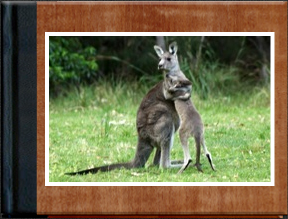 Kangaroos with Joeys