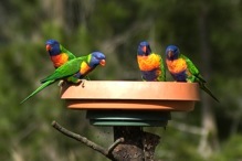 Rainbow lorikeets