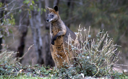 Wallaby photo