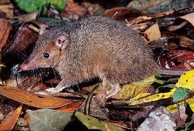 antechinus