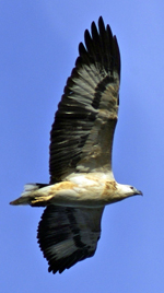 sea eagle