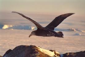 Giant Petrel