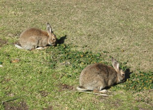 rabbits eating pindone bait