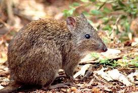 Long-nosed potoroo