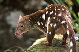spotted-tailed quoll