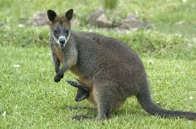 Swamp wallaby and joey