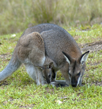 wallaby and joey