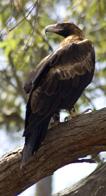 wedge-tailed eagle