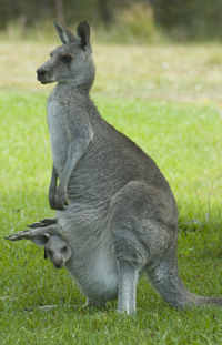 kangaroos