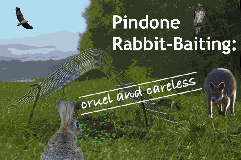 Pindone Rabbit-Baiting: Cruel and Careless